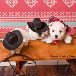 West Highland White Terrier Puppies from Cascading Westies