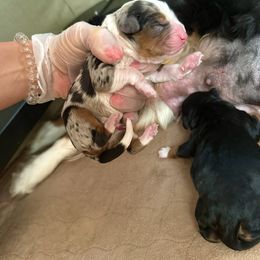 Bernedoodle Puppies from Boise Bernedoodles