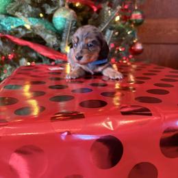 Bandit - Dapple male Dachshund puppy in Broomfield, Colorado from Jessi’s Longdog Lounge