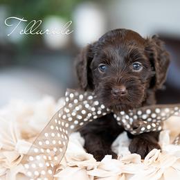 Girl 3 - female Australian Labradoodle puppy in Salem, Oregon from Hunterberry Hill Labradoodles