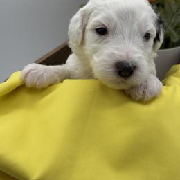 Yellow Male - Black and white male Sheepadoodle puppy in Camden, North Carolina from Luv My Doodle