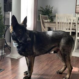 Chase - German Shepherd