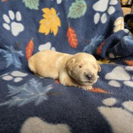 Lenny - Golden male Golden Retriever puppy in Menasha, Wisconsin from Kreger's K9s