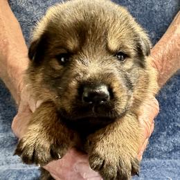 Boy 2 - male German Shepherd puppy in Sonora, California from Elite Haus K9