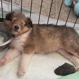 Blitzen - Sable and white female Collie puppy in Morocco, Indiana from Collegiate Bassets and Rheign Collies