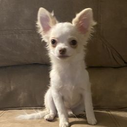 Chihuahuas, Dachshunds, and Poodles from Lane’s Little Longhairs