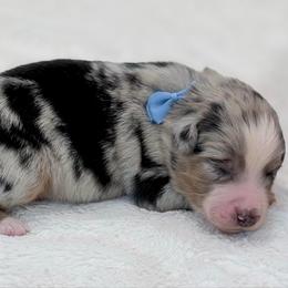 Blue collar - Blue merle male Aussiedoodle puppy in 32046, Florida from River Hill Ranch