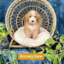 Bernedoodle Puppies from Dulcito Bernedoodles