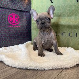 Tahiti - Blue female French Bulldog puppy in Riverview, Florida from The Frenchie Lady Co.