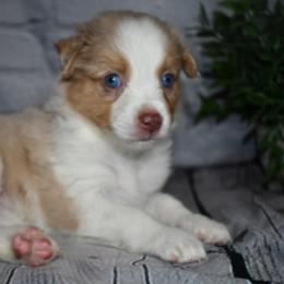 Miniature Australian Shepherd Puppies from B my Sunshines Mini Aussies