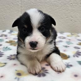 Velma - Black and tan female Pembroke Welsh Corgi puppy in Castle Rock, Washington from Heckman Corgis