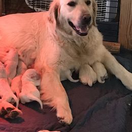 Caelum - Golden Retriever