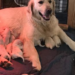 Caelum - Golden Retriever