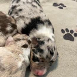 Blue Merle F2 - Blue merle female Australian Shepherd puppy in Cotati, California from Tried and True Aussies