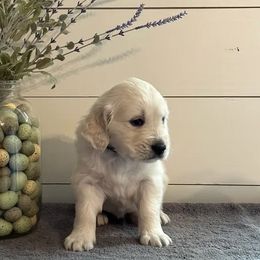 Black collar - Golden Retriever puppy in Foreman, Arkansas from Indy's Goldens