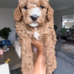 Champ - Apricot male Goldendoodle puppy in Stockton, California from Family Doodles