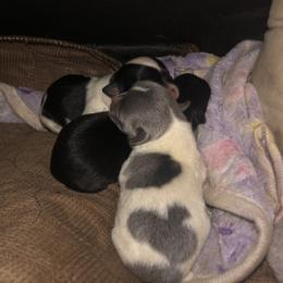 Girl 1 - Black female Chihuahua puppy in Amelia, Virginia from Pannell’s Precious Pups