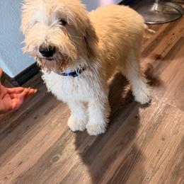Puppy 2 - Cream male Goldendoodle puppy in Kileen, Texas from Cooper Goldendoodle