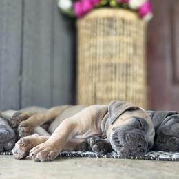 Cane Corso Puppies from HOUSE OF HALL CANE CORSOS