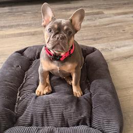Ursula - French Bulldog