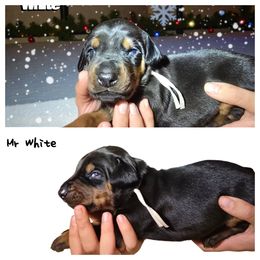 Male 4 - Black and rust male Doberman Pinscher puppy in Vernonia, Oregon from Living Hope Dobies and Doxies