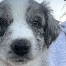 Gucci - Blue merle Australian Shepherd puppy in Monroe, North Carolina from Dreamland Aussies & Poodles