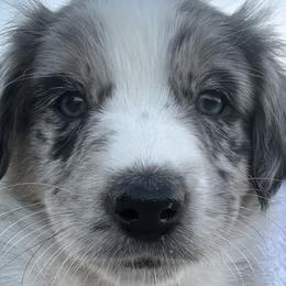 Gucci - Blue merle Australian Shepherd puppy in Monroe, North Carolina from Dreamland Aussies & Poodles