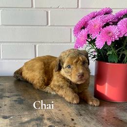 Chai - Sable female Aussiedoodle puppy in Ellenburg Center, New York from Kristin's Puppies