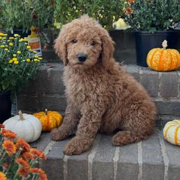 Maple - Red  female Goldendoodle puppy in Milan, Tennessee from Twin Oak Goldendoodles