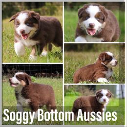 Australian Shepherd Puppies from Soggy Bottom Farms
