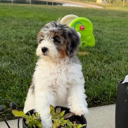 Coral - gorgeous - Merle female Bernedoodle puppy in Bowling Green, Ohio from Windy Creek Doodles