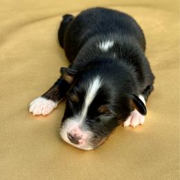 Austin - Black tri-color male Australian Shepherd puppy in Beaverdam, Virginia from Cimmarun Farm Aussies