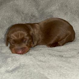 Chocolate tuxedo piebald - Piebald male Dachshund puppy in Gainesville, Texas from Diamond B Doxies