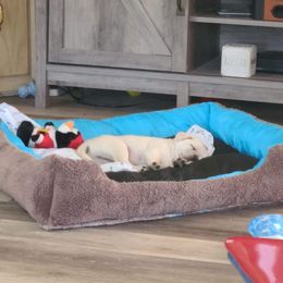 Pug Puppies from Hatfield Pugs