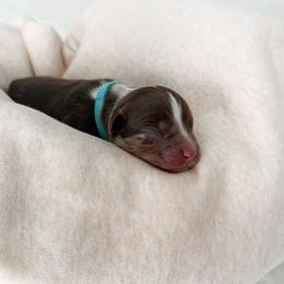 Woody - Red merle male Miniature Australian Shepherd puppy in Pollok, Texas from Pineywoods Pups