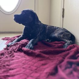 Cane Corso Puppies from jada dupre