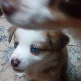 Carlos - Red merle male Toy Australian Shepherd puppy in Humansville, Missouri from Tater Tot aussies