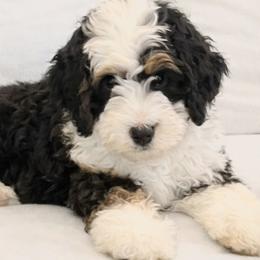 Bernedoodles, Goldendoodles, and Poodles from Kingdom Kennels
