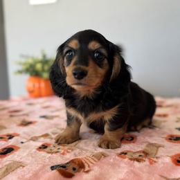 Wedge - Black and tan male Dachshund puppy in Temecula, California from Naomi Magee's Dachshund Kennel