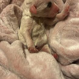 Orange girl - Parti female Poodle puppy in Berkeley, California from Poodle Parade