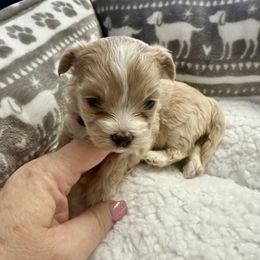 Daisy - Cafe au lait female Maltipoo puppy in Fredericksburg, Ohio from Edna Keim