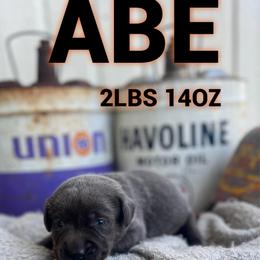 Abe - Charcoal male Dilute Retriever puppy in Puyallup, Washington from 12 Door Farm Labradors