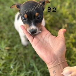 Rat Terrier Puppies from FA puppies