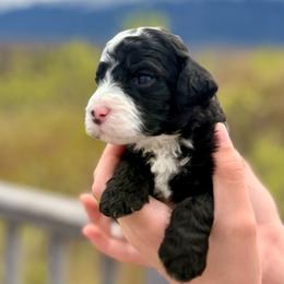 Black and White Boy 1 - Black and white male Bernedoodle puppy in Anchorage, Alaska from Cascade Country Doodles