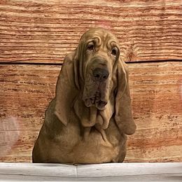 L’Oréal - Bloodhound