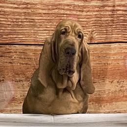 L’Oréal - Bloodhound