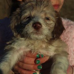 Lily - Red merle female Aussiedoodle puppy in Four Oaks, North Carolina from RoseWest Farms