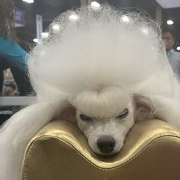 Secret - Poodle