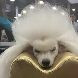 Secret - Poodle