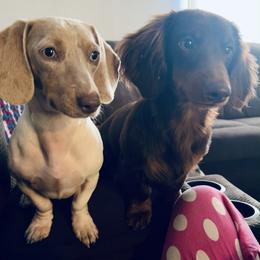 Leo - Dachshund